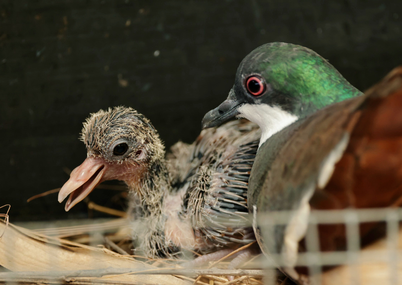 Baby Boom: 800 Baby Animals Were Born In Singapore's Wildlife Parks In ...